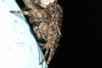 Une femelle (Araneae - Araneidae - Gibbaranea bituberculata)